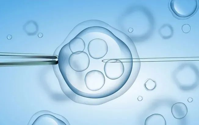 孕酮分泌与胚胎着床后母体生理变化研究