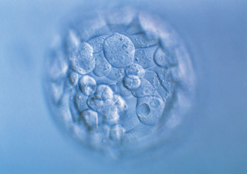 孕期营养补充剂选择指南